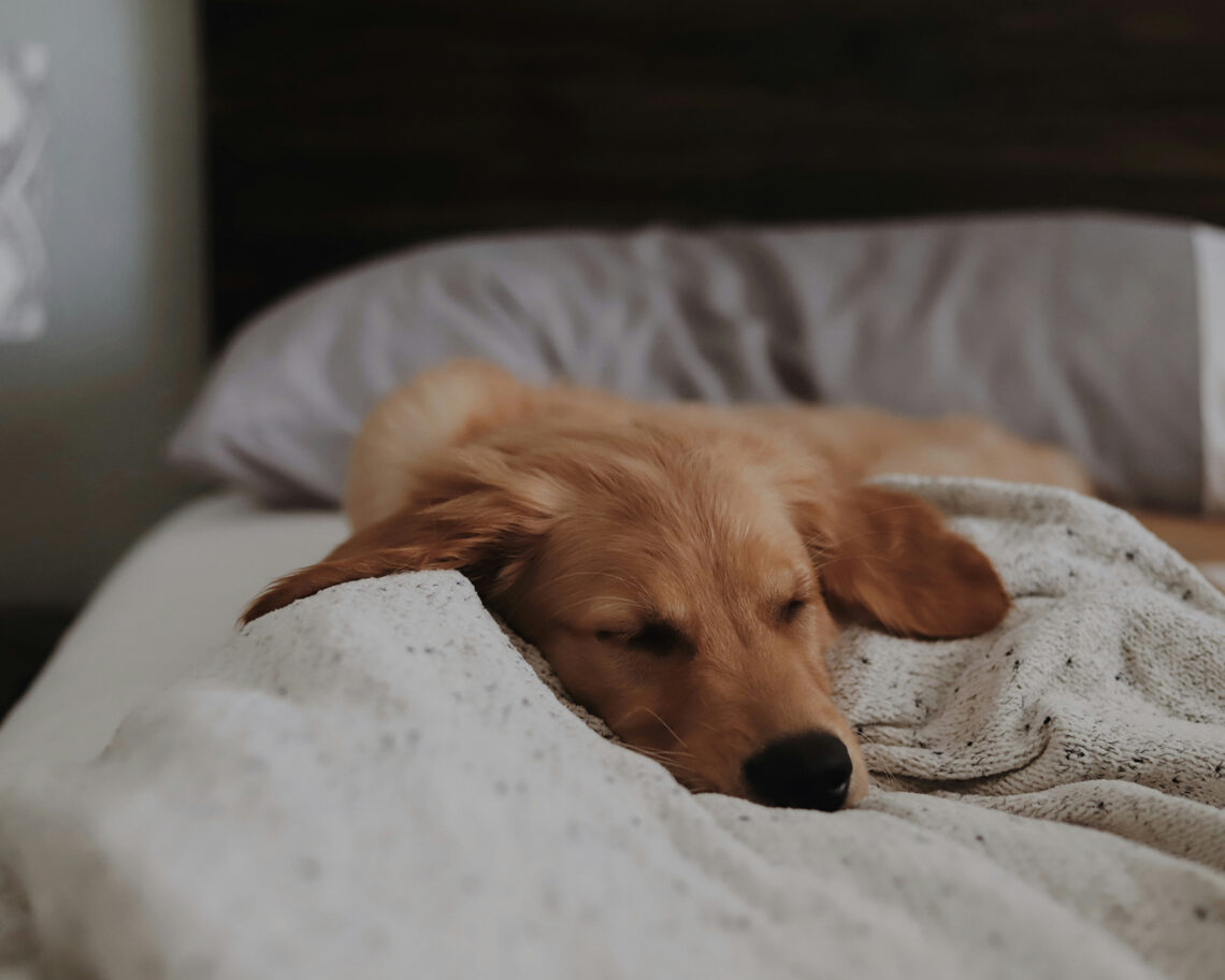 Golden retriever asleep on a bed, tucked into a soft knit blanket
